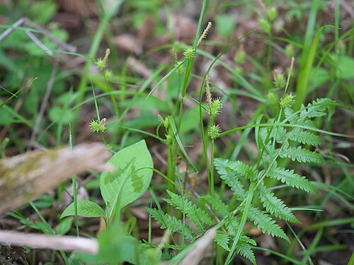 Carex aphanolepis: Carex aphanolepis:エナシヒゴクサ