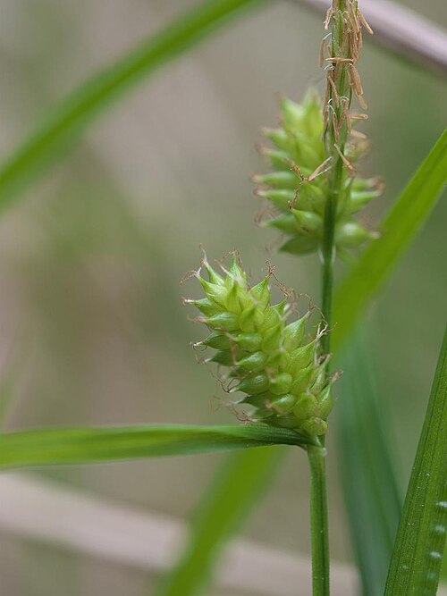 Carex aphanolepis: Carex aphanolepis:エナシヒゴクサ