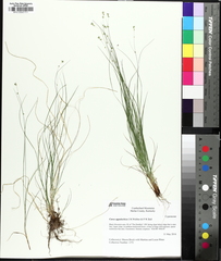 Appalachian sedge (Carex appalachica)