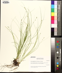 Appalachian sedge (Carex appalachica)