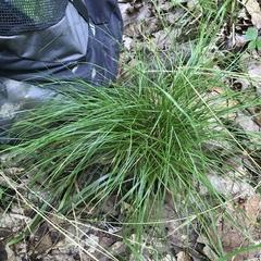 Appalachian sedge (Carex appalachica)