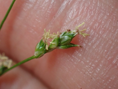 Appalachian sedge (Carex appalachica)