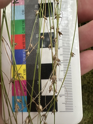Appalachian sedge (Carex appalachica)