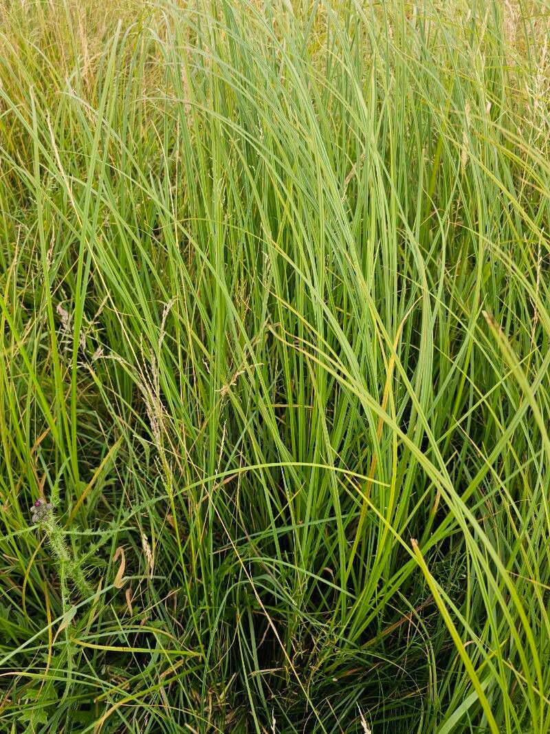 Water sedge (Carex aquatilis)