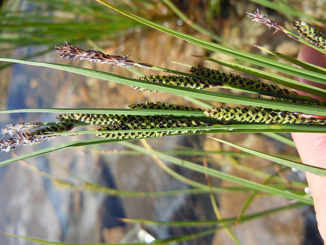 Water sedge: A common sedge along the margins of streams and ponds in temperate North America. The terminal spike is staminate, and the pistillate spikes are both pedicillat