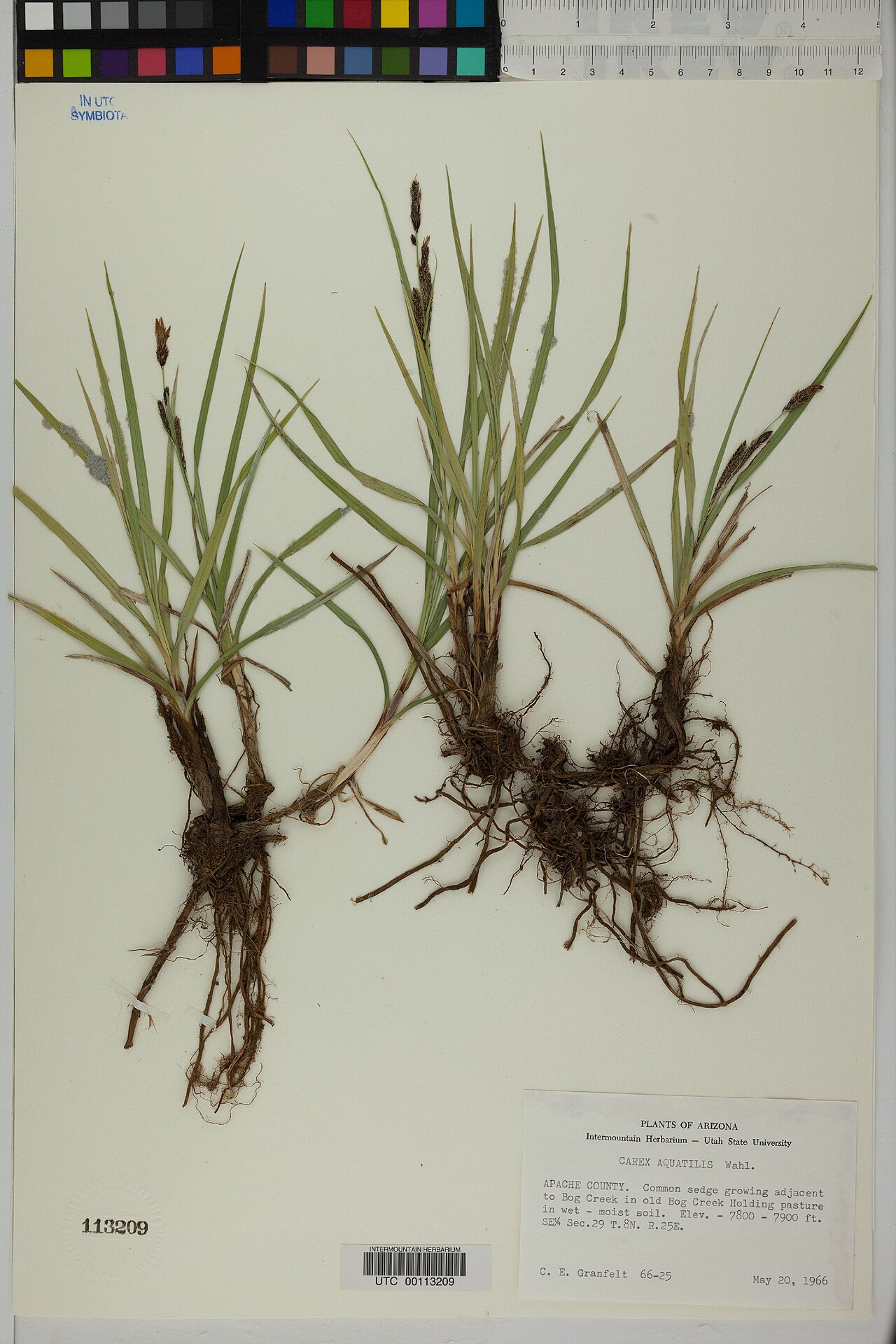Water sedge: Carex aquatilis