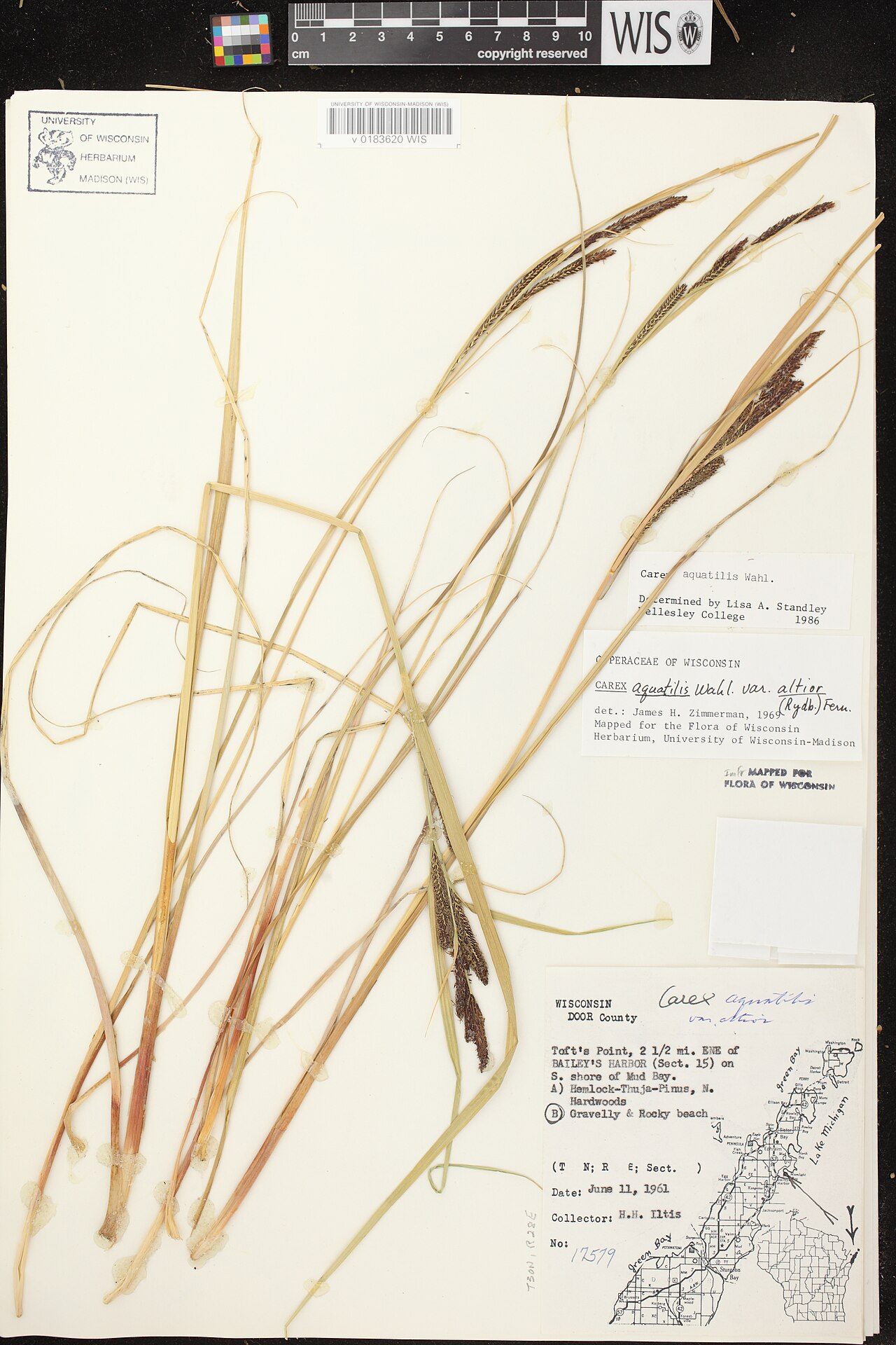 Water sedge: Carex aquatilis