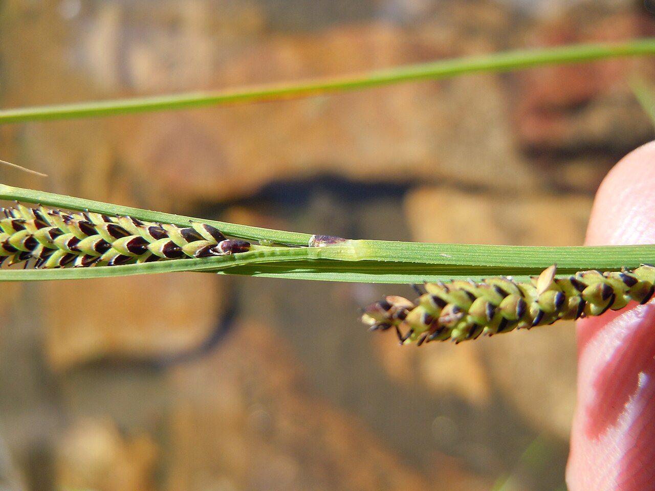 Water sedge: A common sedge along the margins of streams and ponds in temperate North America. The terminal spike is staminate, and the pistillate spikes are both pedicillat