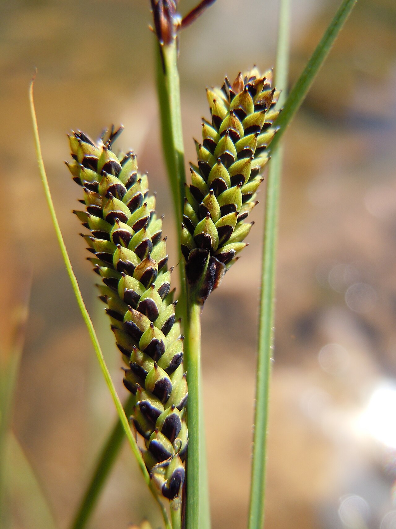 Water sedge: A common sedge along the margins of streams and ponds in temperate North America. The terminal spike is staminate, and the pistillate spikes are both pedicillat