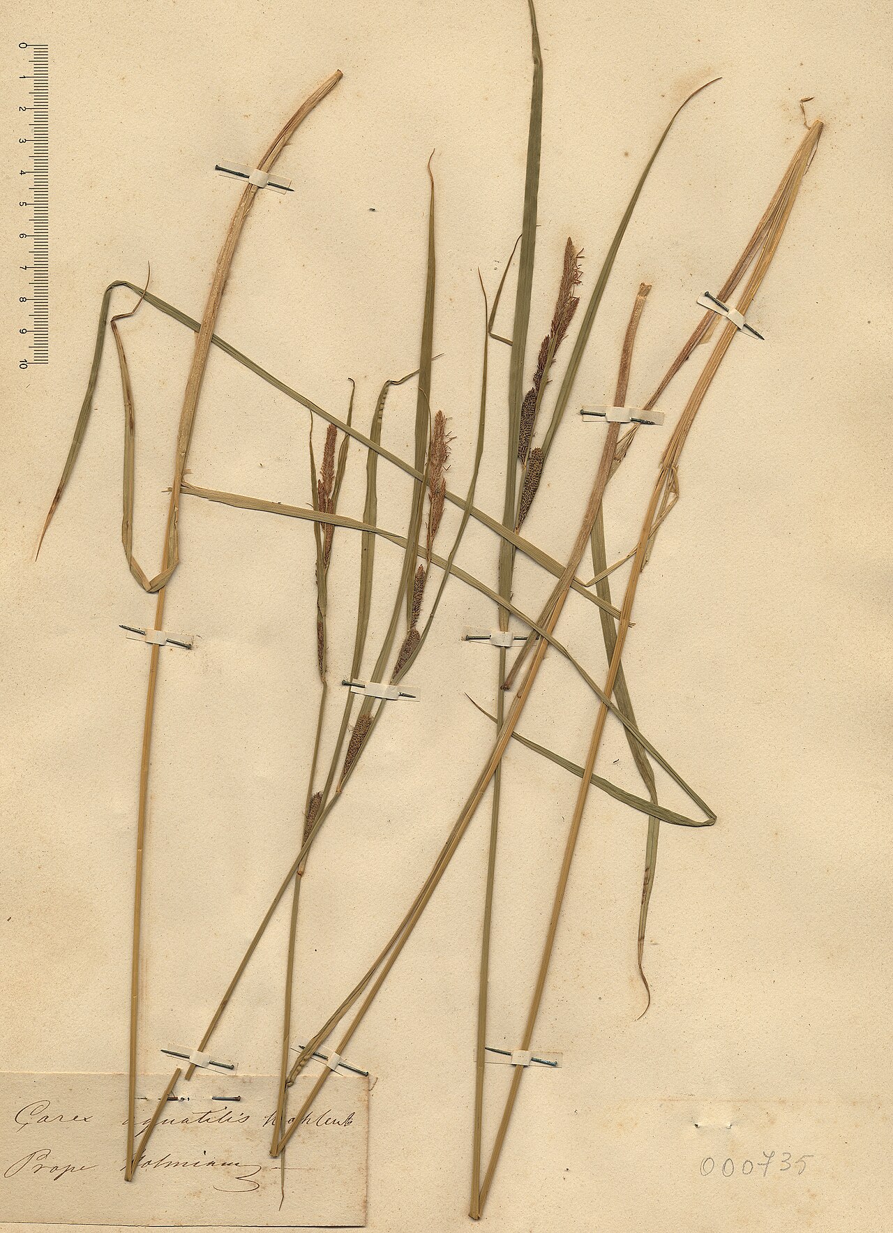 Water sedge: Carex aquatilis