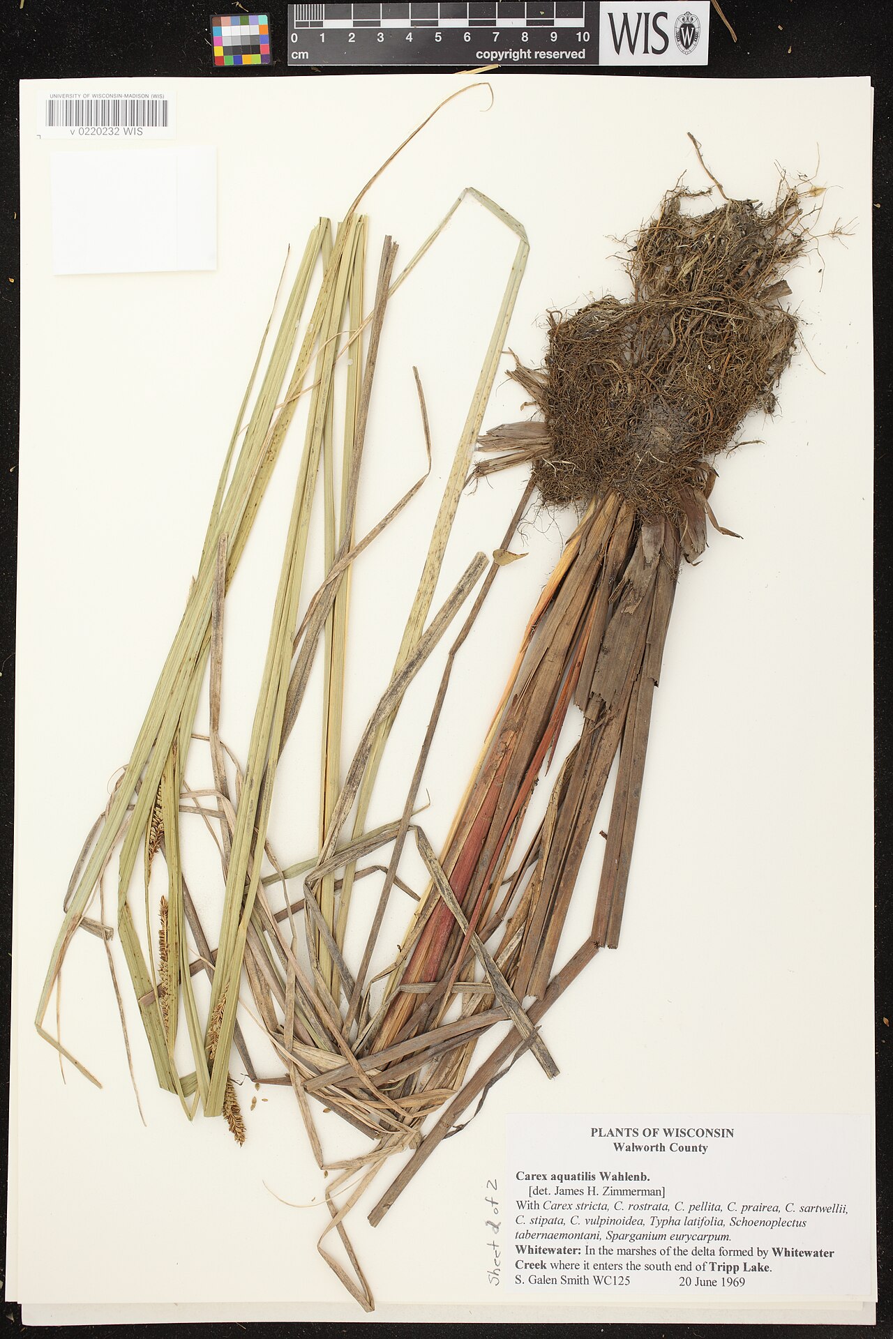 Water sedge: Carex aquatilis