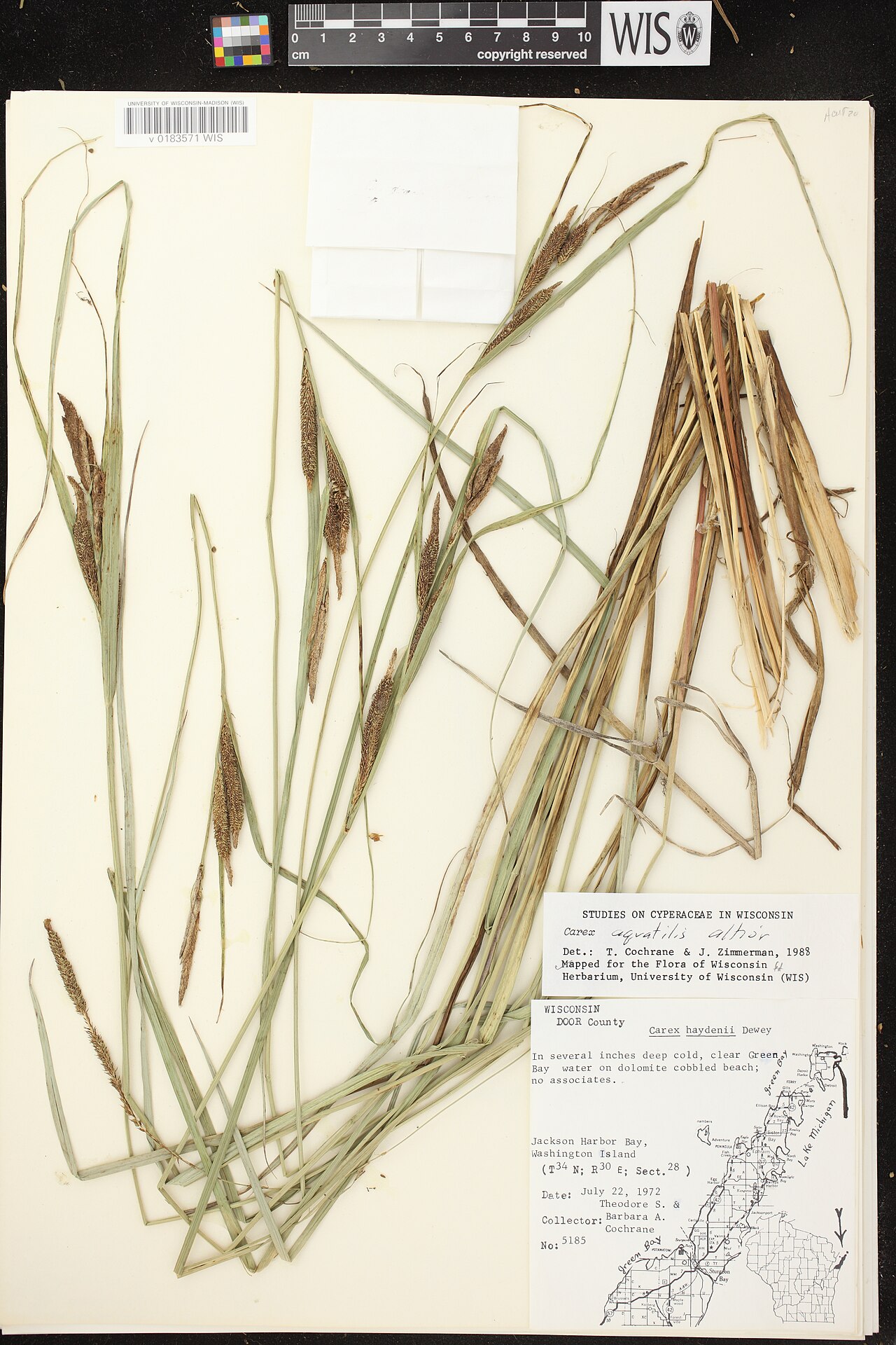 Water sedge: Carex aquatilis