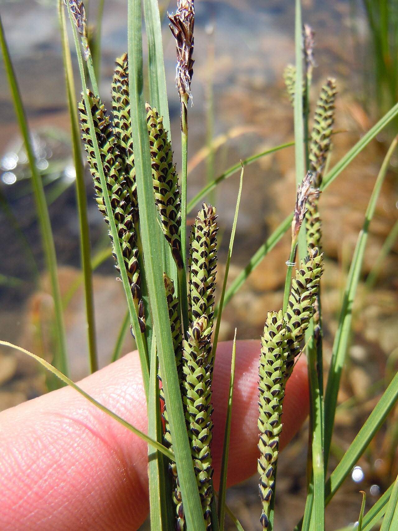 Water sedge: A common sedge along the margins of streams and ponds in temperate North America. The terminal spike is staminate, and the pistillate spikes are both pedicillat