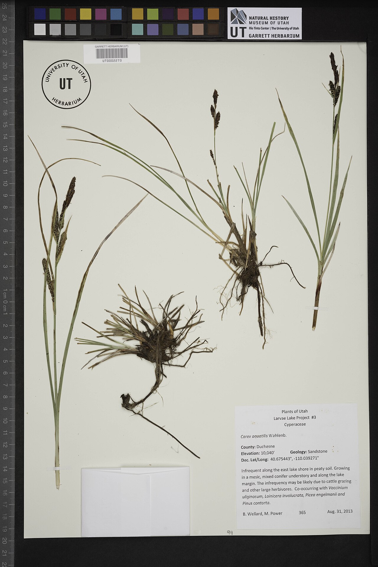 Water sedge: Carex aquatilis
