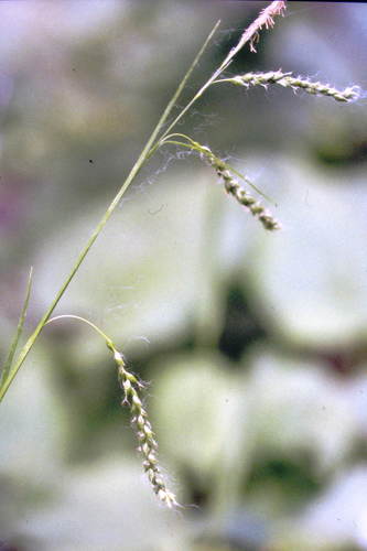 Drooping woodland sedge (Carex arctata)