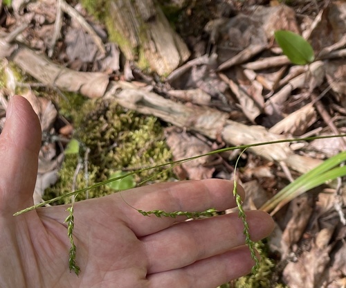 Drooping woodland sedge (Carex arctata)