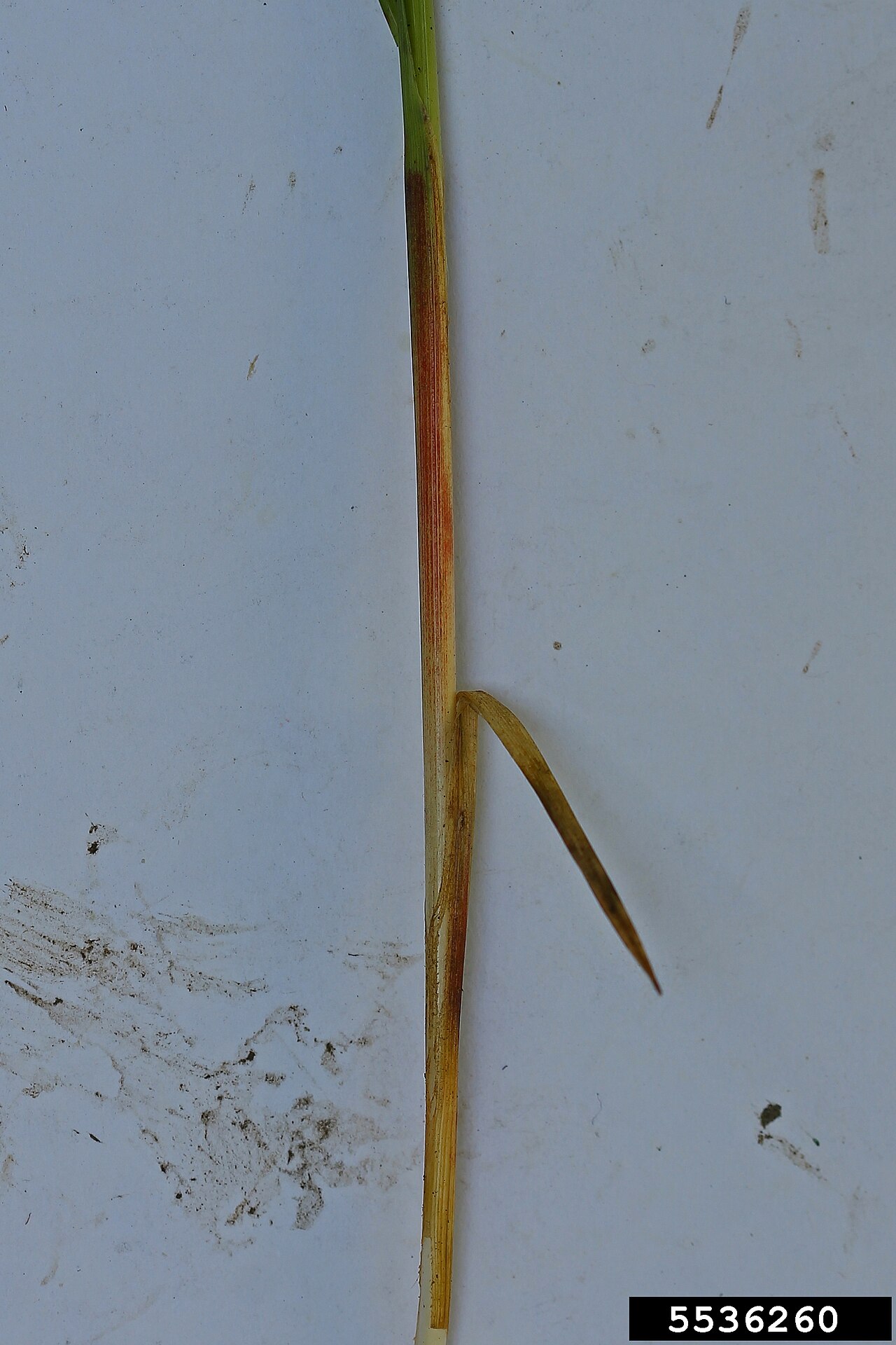 Drooping woodland sedge: Carex arctata