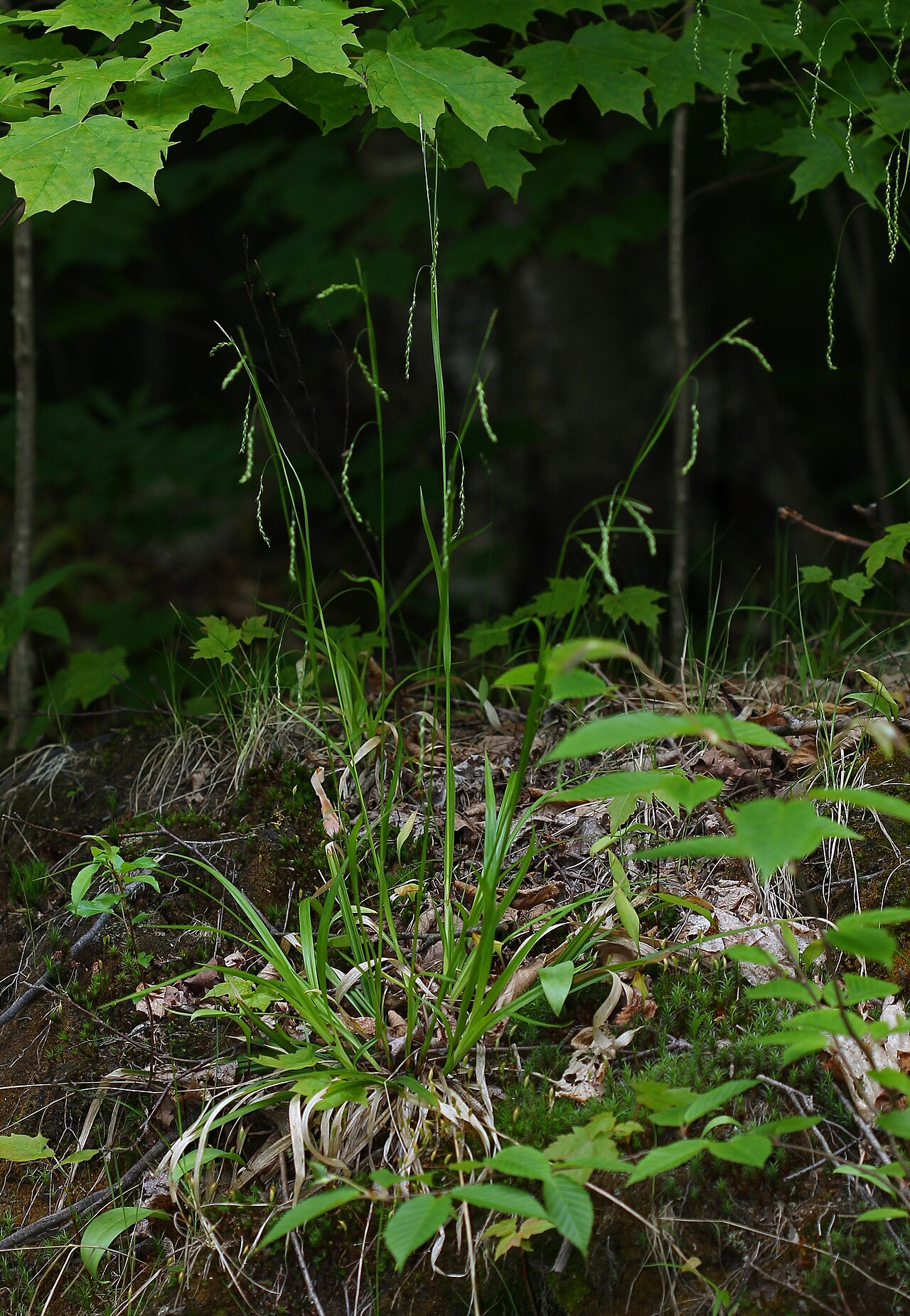 Drooping woodland sedge: Carex arctata