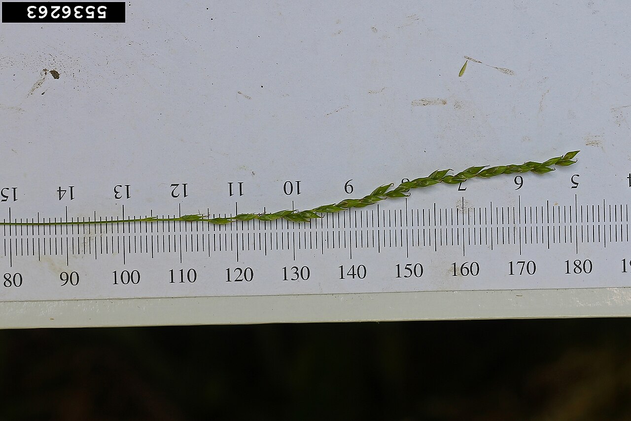 Drooping woodland sedge: Carex arctata