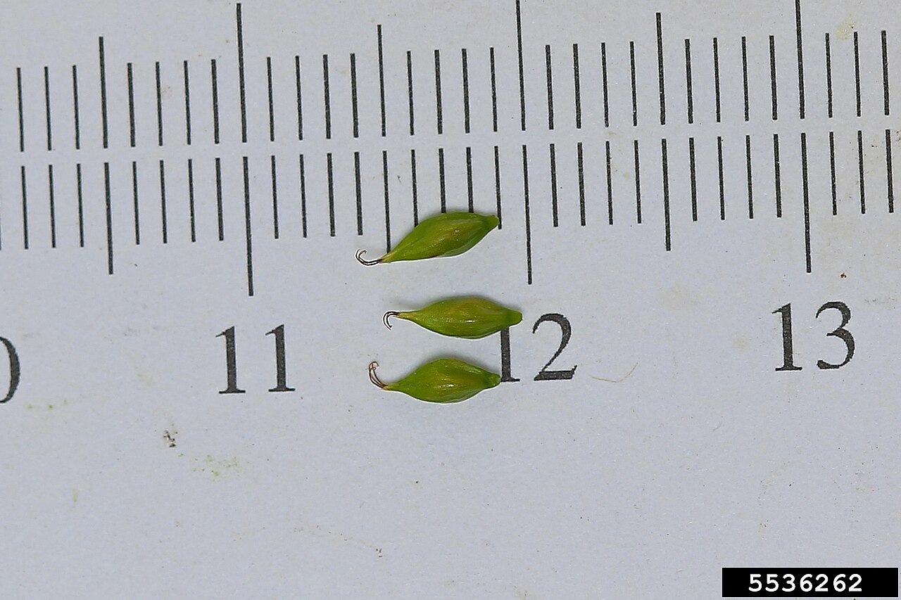 Drooping woodland sedge: Carex arctata (drooping woodland sedge) fruits