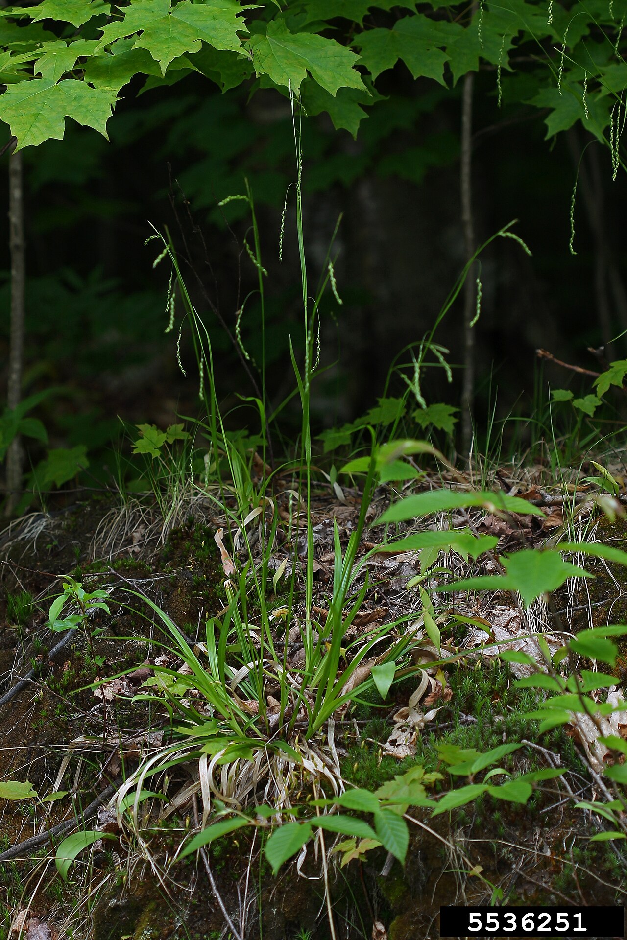 Drooping woodland sedge: Carex arctata