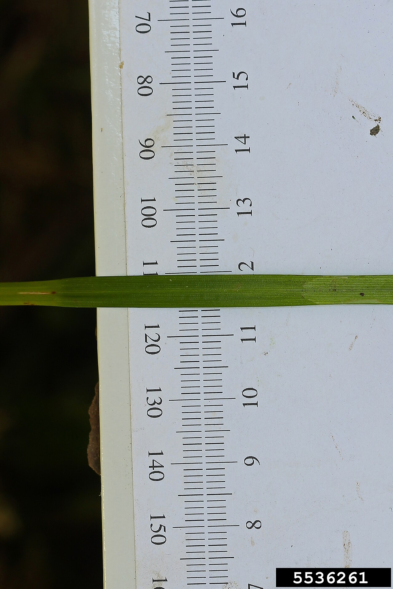 Drooping woodland sedge: Carex arctata