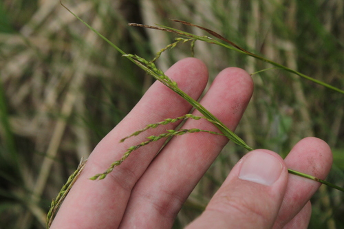 Drooping woodland sedge (Carex arctata)