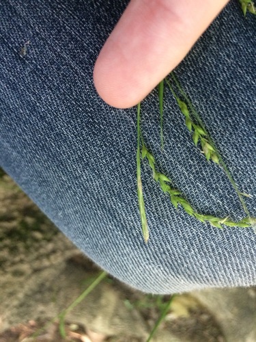Drooping woodland sedge (Carex arctata)