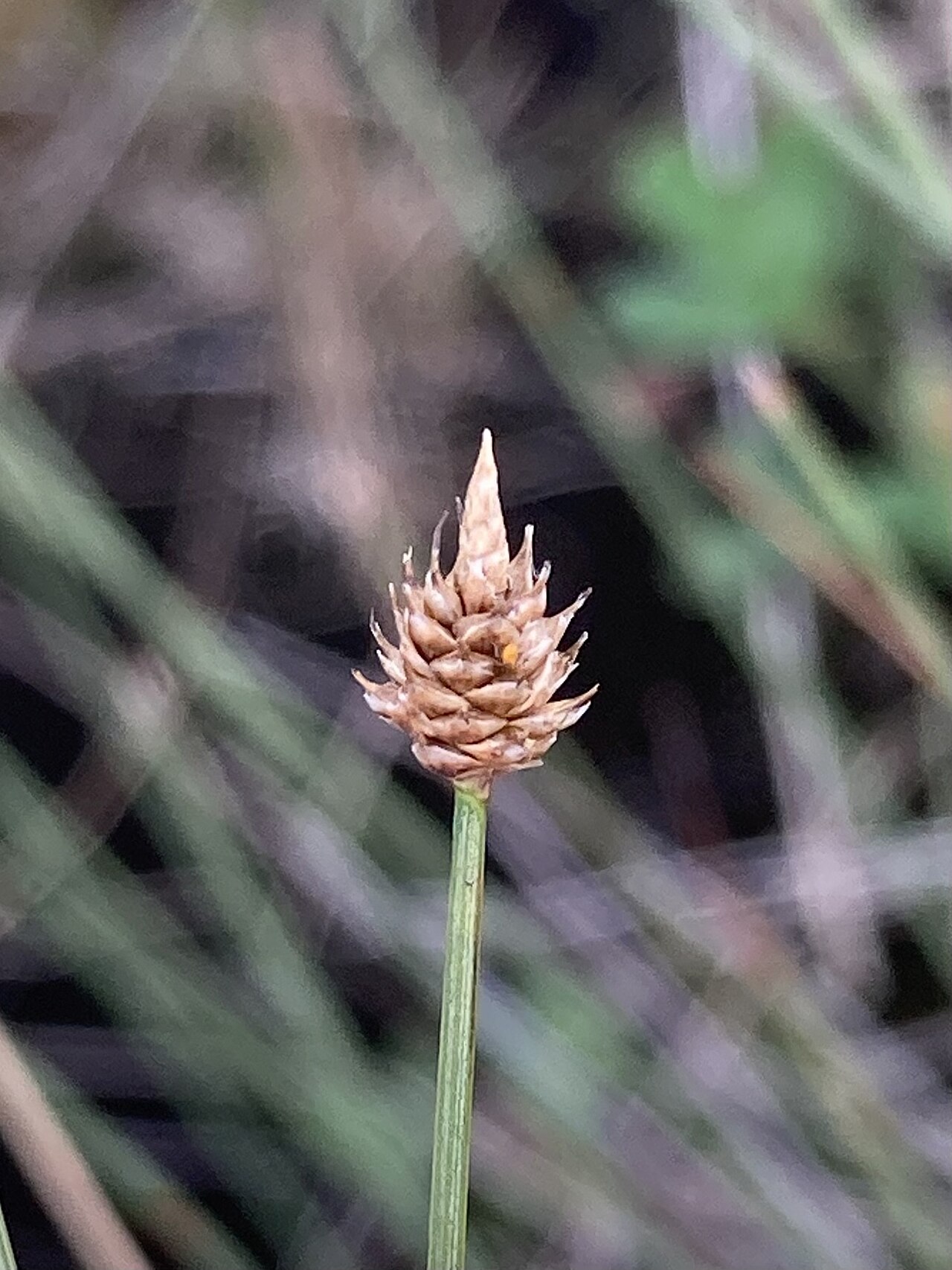 Carex arctogena: Carex arctogena seen in White Mountain Foothills, NH, US, in July 2024