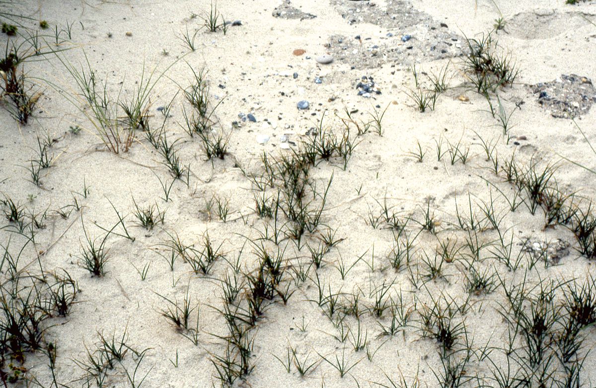 Sand sedge: Carex arenaria , Heligoland