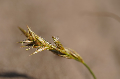 Sand sedge (Carex arenaria)