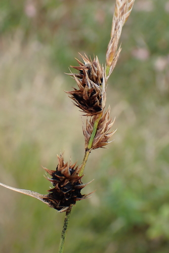 Sand sedge (Carex arenaria)