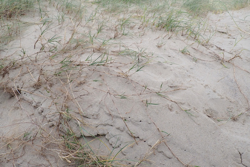 Sand sedge (Carex arenaria)