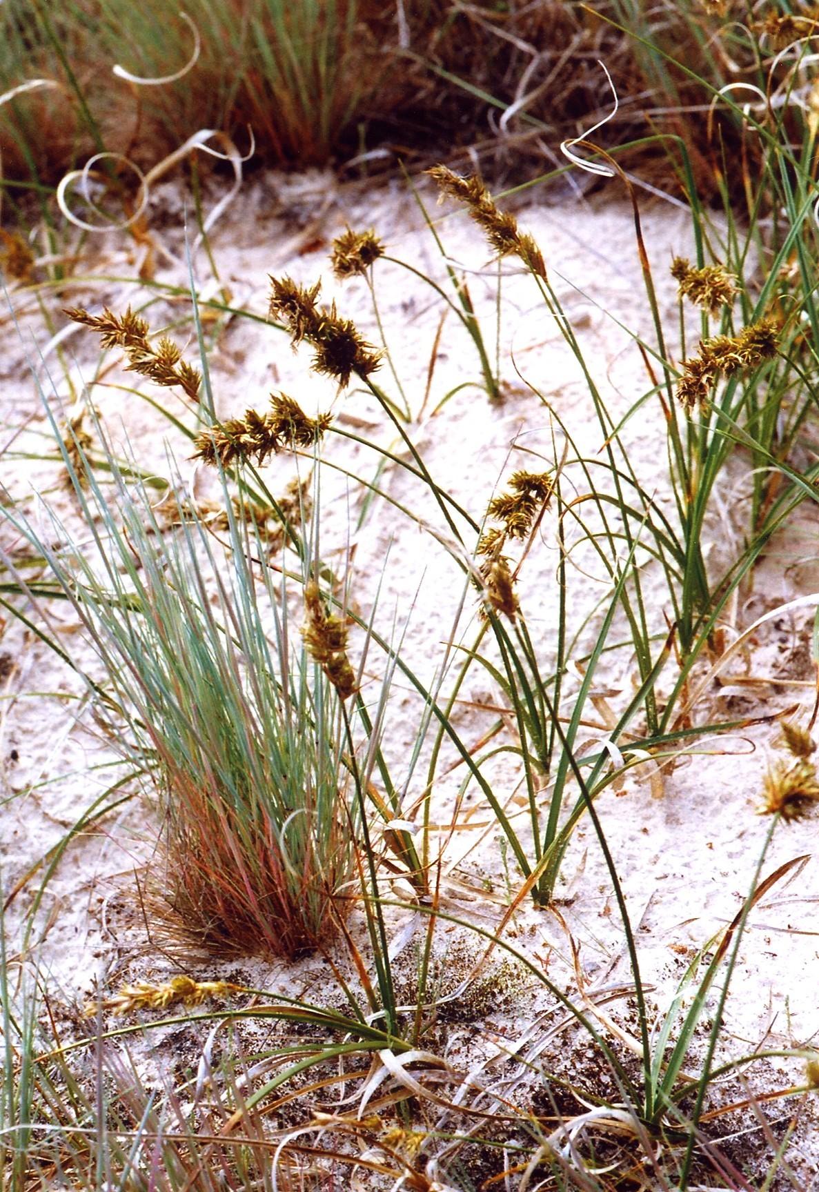 Sand sedge: Sand sedge , Carex arenaria , together with Corynephorus canescens (bluish grass).