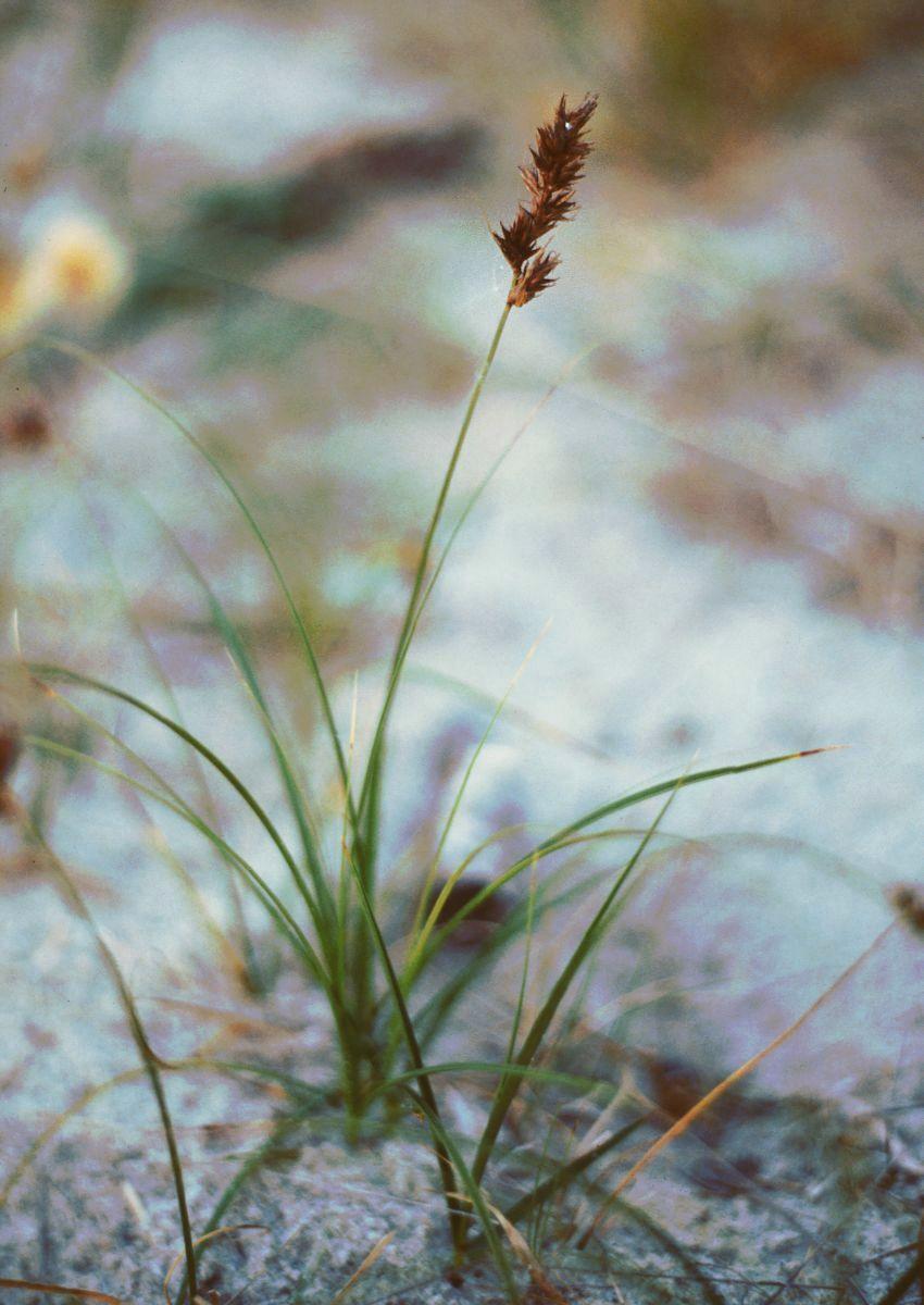 Sand sedge: Sand-Segge ( Carex arenaria ), Sauergräser (Cyperaceae) – Litauen/Lietuva/Lithuania: Kurische Nehrung/Kuršių nerija, N Nida