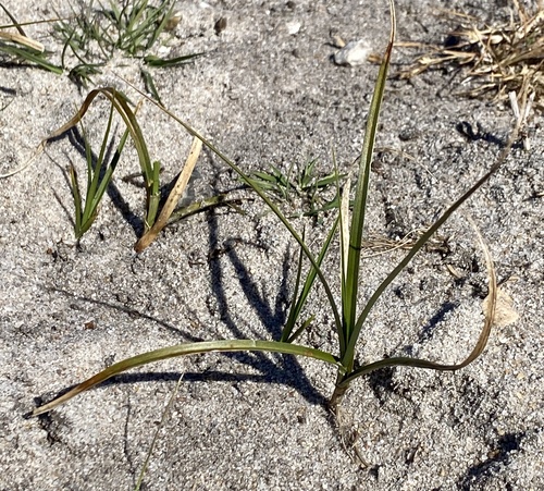 Sand sedge (Carex arenaria)