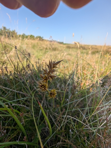 Sand sedge (Carex arenaria)