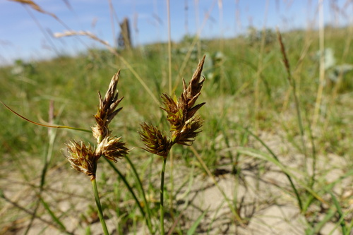 Sand sedge (Carex arenaria)