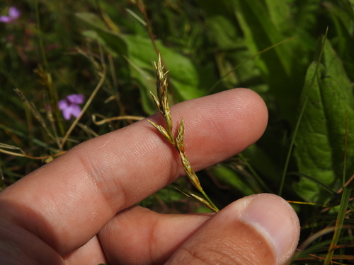 Sand sedge (Carex arenaria)