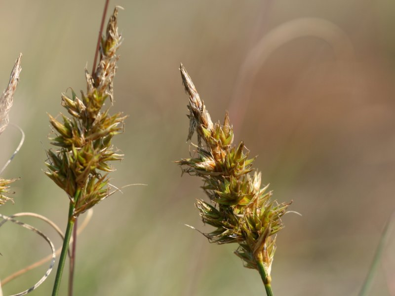 Sand sedge: Soldaten-Segge ( Carex arenaria ), Detail