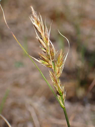 Sand sedge (Carex arenaria)