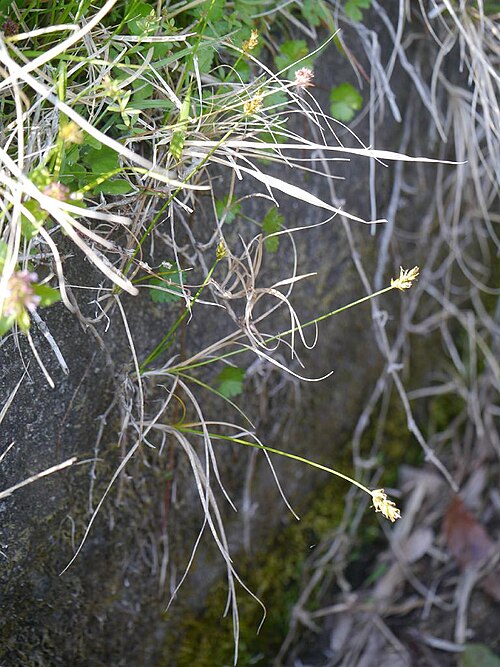 Carex arenicola: Carex arenicola:クロカワズスゲ 2018/04/25 三重県亀山市:Kameyama City, MIe Pref.
