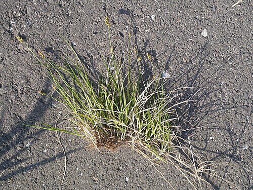 Carex arenicola: Carex arenicola:クロカワズスゲ 2018/04/25 三重県亀山市:Kameyama City, MIe Pref.