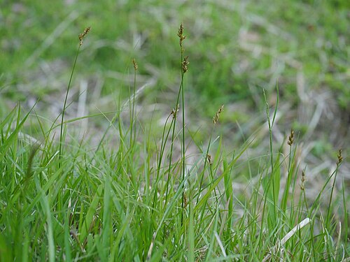 Carex arenicola: Carex arenicola:クロカワズスゲ 2018/04/25 三重県亀山市:Kameyama City, MIe Pref.