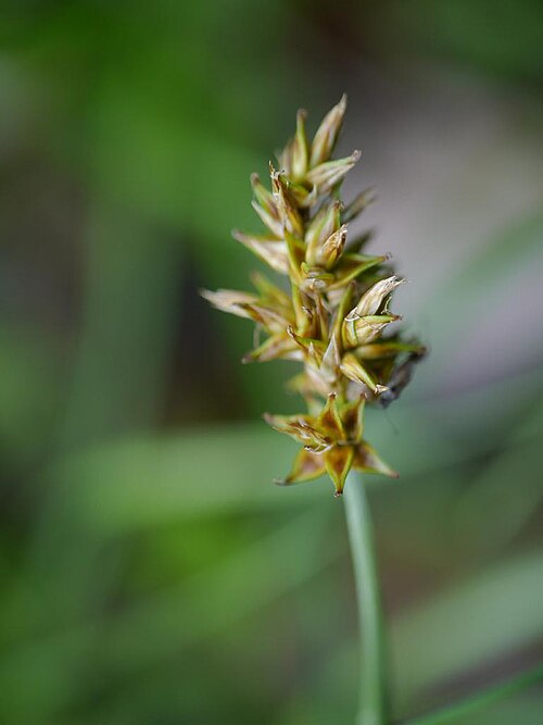 Carex arenicola: Carex arenicola:クロカワズスゲ 2018/04/25 三重県亀山市:Kameyama City, MIe Pref.