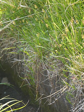 Carex arenicola: Carex arenicola:クロカワズスゲ 2018/04/25 三重県亀山市:Kameyama City, MIe Pref.