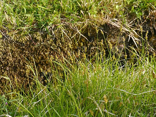 Carex arenicola: Carex arenicola:クロカワズスゲ 2018/04/25 三重県亀山市:Kameyama City, MIe Pref.