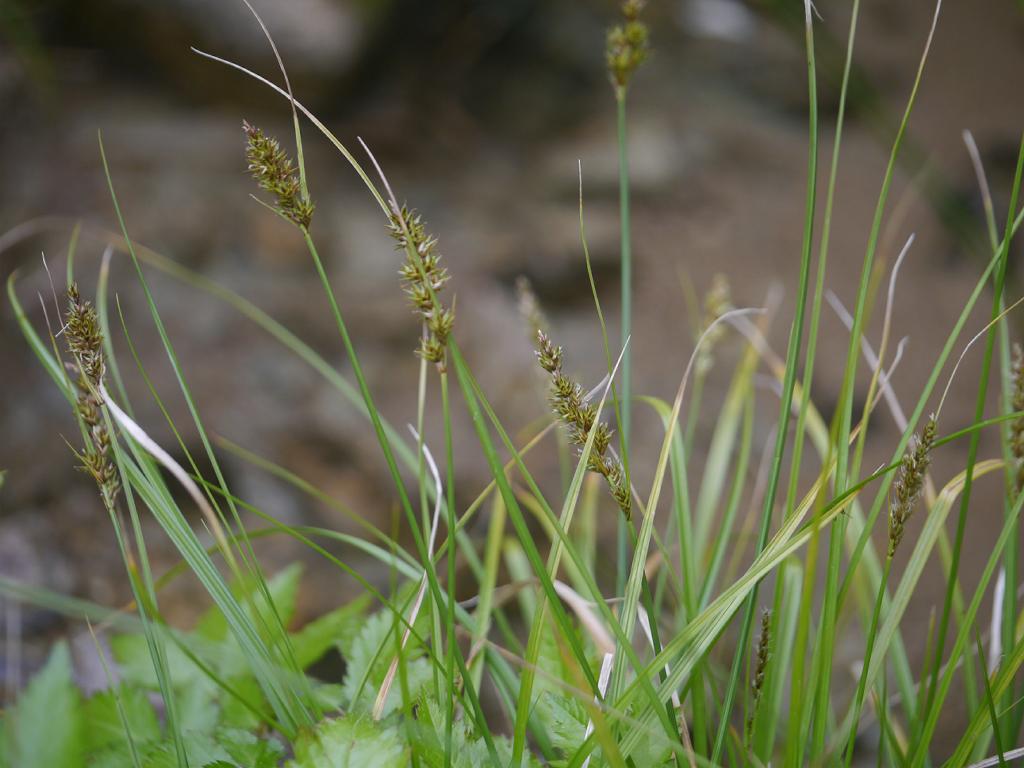 Carex argyrolepis: Carex albata(Carex nubigena subsp. albata):ミノボロスゲ 2018/06/08 岐阜県中津川市・Nakatsugawa City, Gifu Pref. Japan