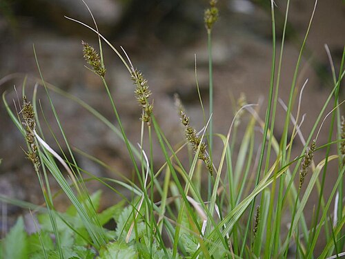 Carex argyrolepis: Carex albata(Carex nubigena subsp. albata):ミノボロスゲ 2018/06/08 岐阜県中津川市・Nakatsugawa City, Gifu Pref. Japan