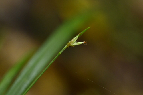 Carex arisanensis (Carex arisanensis)